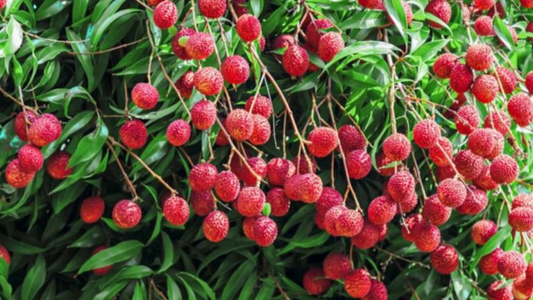 Punjabs litchi exported to Dubai first consignment reached Doha Qatar