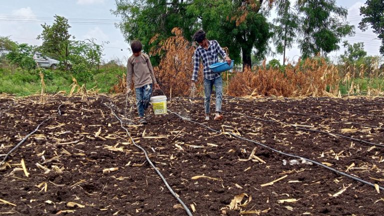 राजस्थान में खरीफ फसलों का लक्ष्य तय, ग्वार का घटाया लक्ष्य, दलहनी ओर मक्का फसलों को मिला बढावा