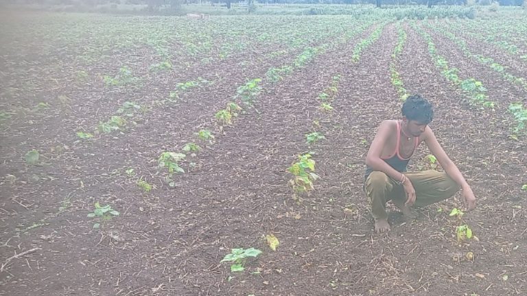 Cotton root rot has increased the concern of farmers they are facing the situation of uprooting the crop