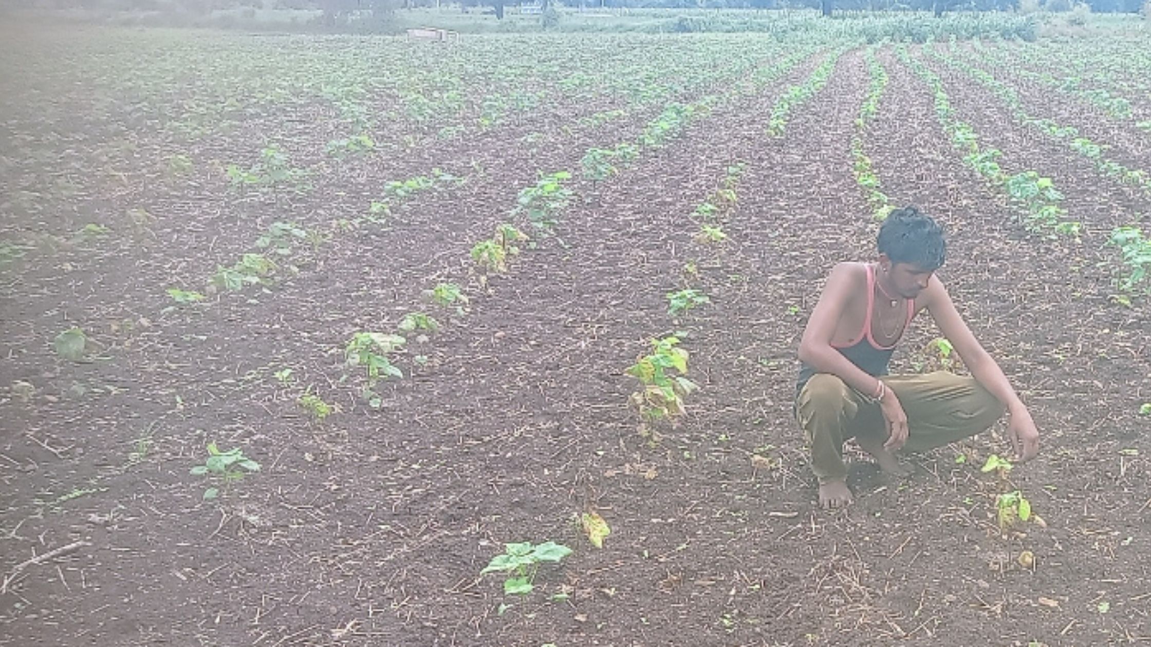 Cotton root rot has increased the concern of farmers they are facing the situation of uprooting the crop