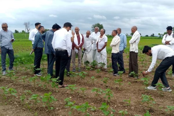 Delhi experts inspected the fields and gave tips for better production of cotton