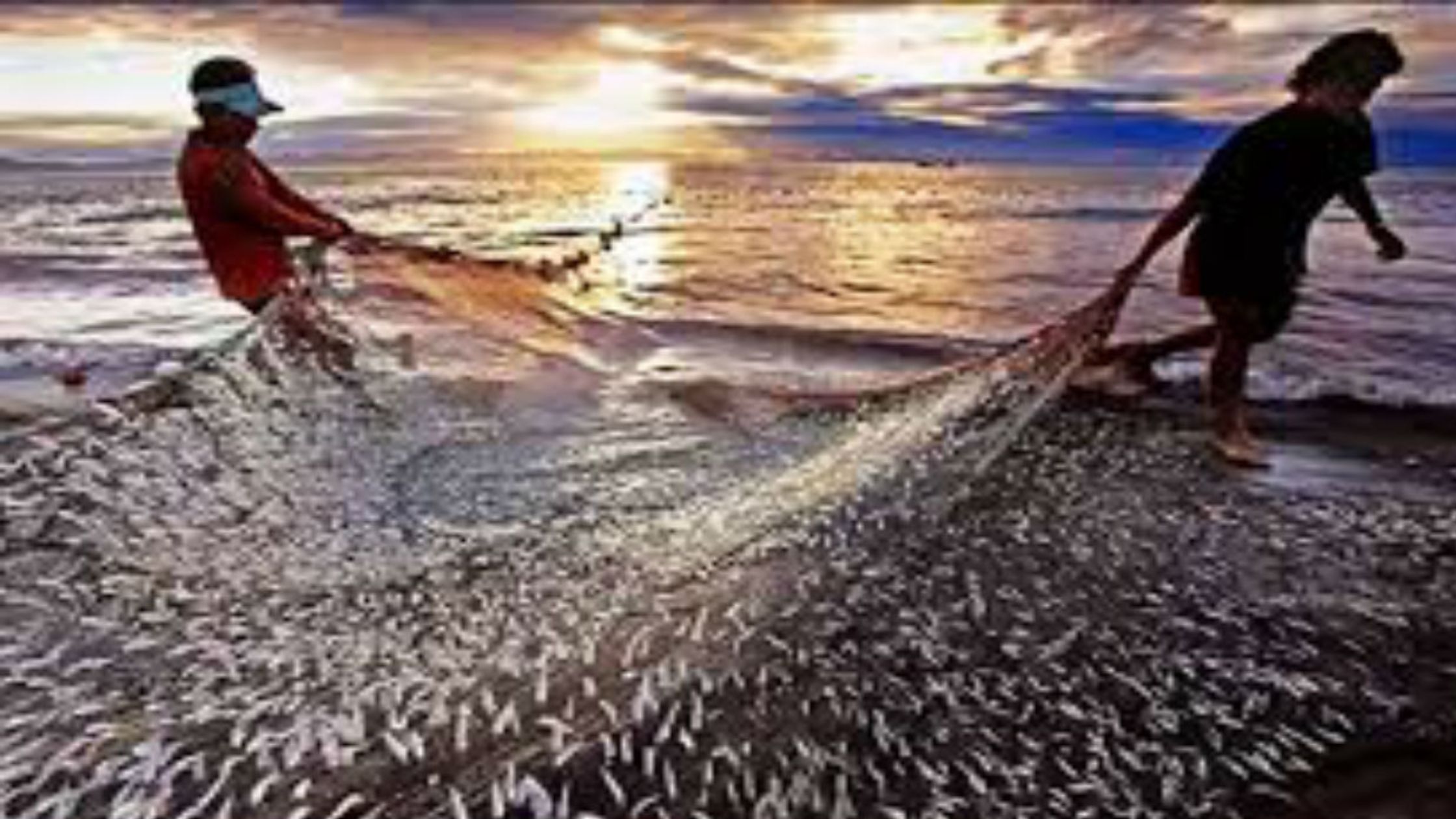 Salute to the dedication of fish farmers National Fisheries Farmers Day celebrated