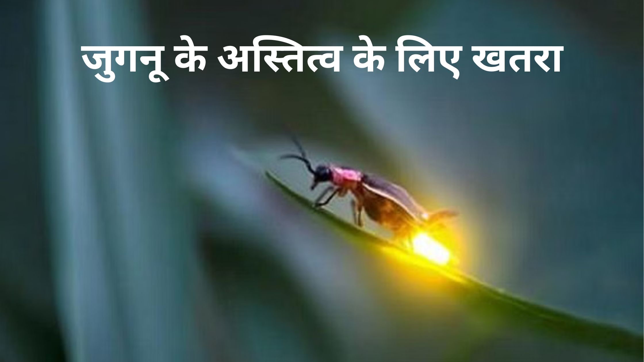 The existence of fireflies is being threatened. The dazzle of materialism