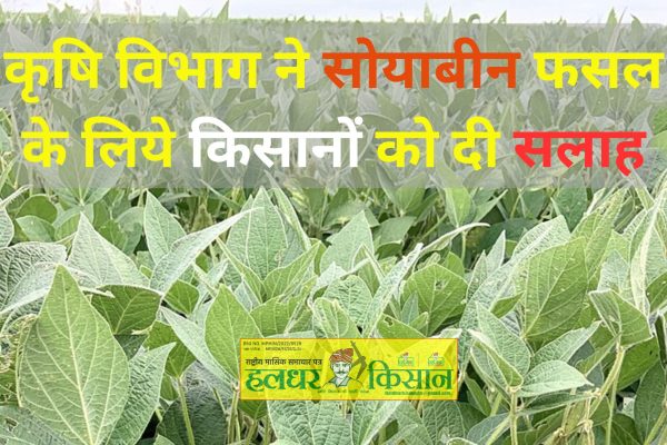 Agriculture department gave advice to farmers for soybean crop