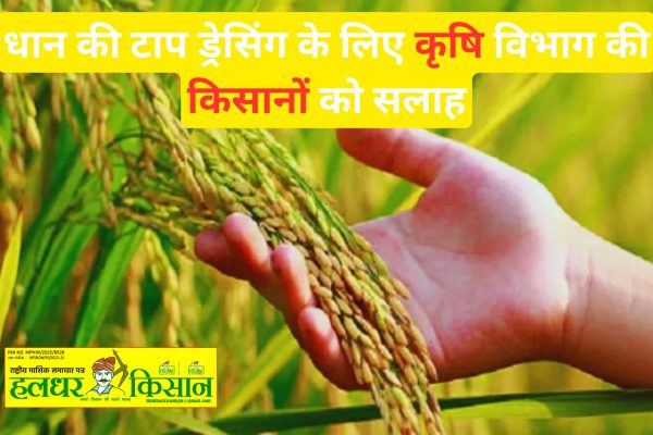 Agriculture departments advice to farmers for top dressing of paddy