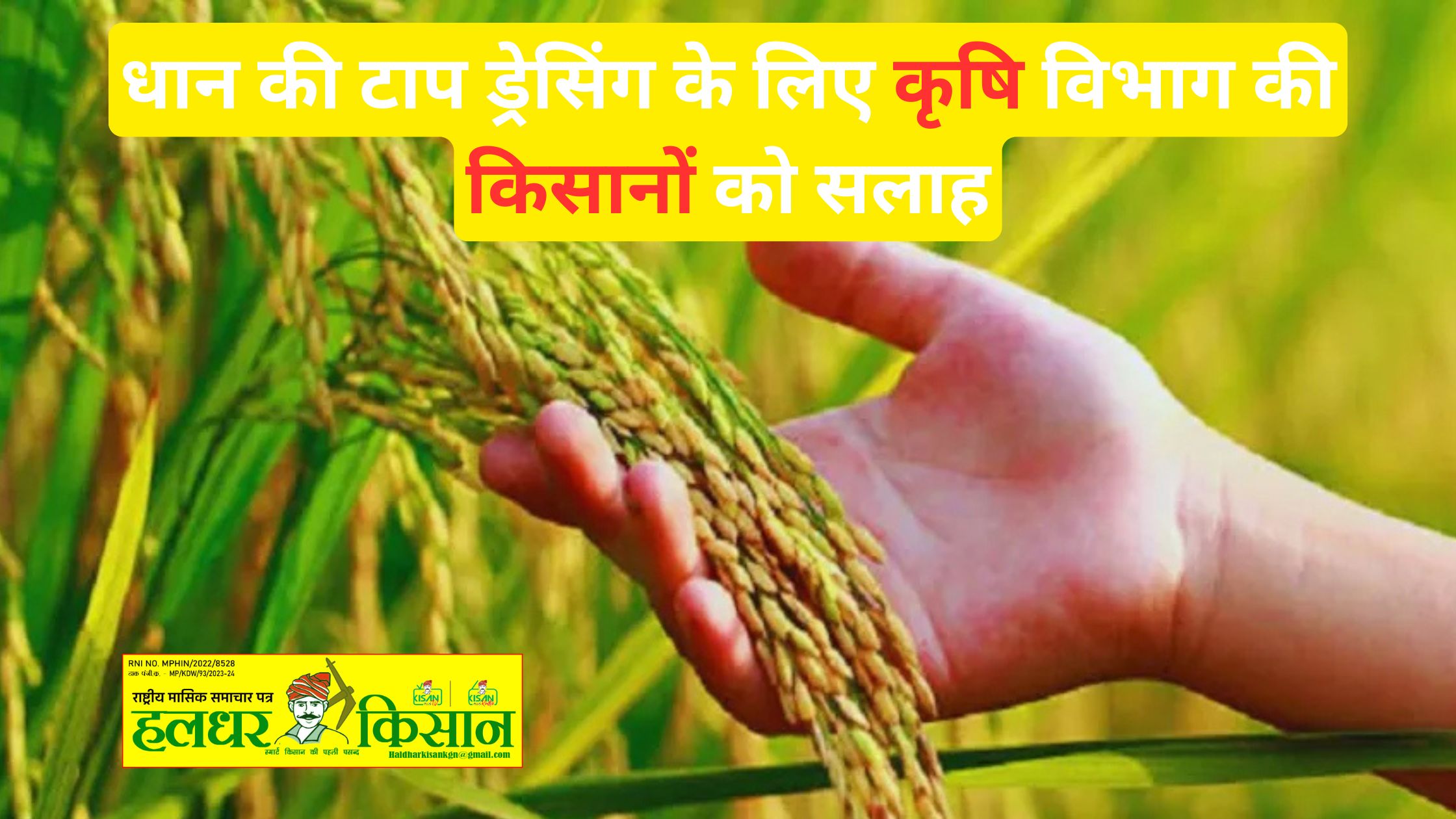 Agriculture departments advice to farmers for top dressing of paddy