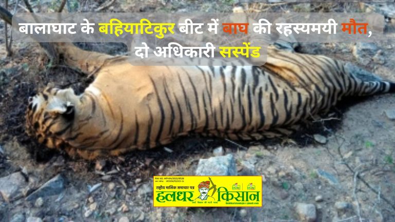 बालाघाट के बहियाटिकुर बीट में बाघ की रहस्यमयी मौत, दो अधिकारी सस्पेंड