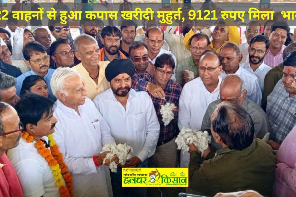 Cotton purchase was done by 22 vehicles price received was Rs. 9121