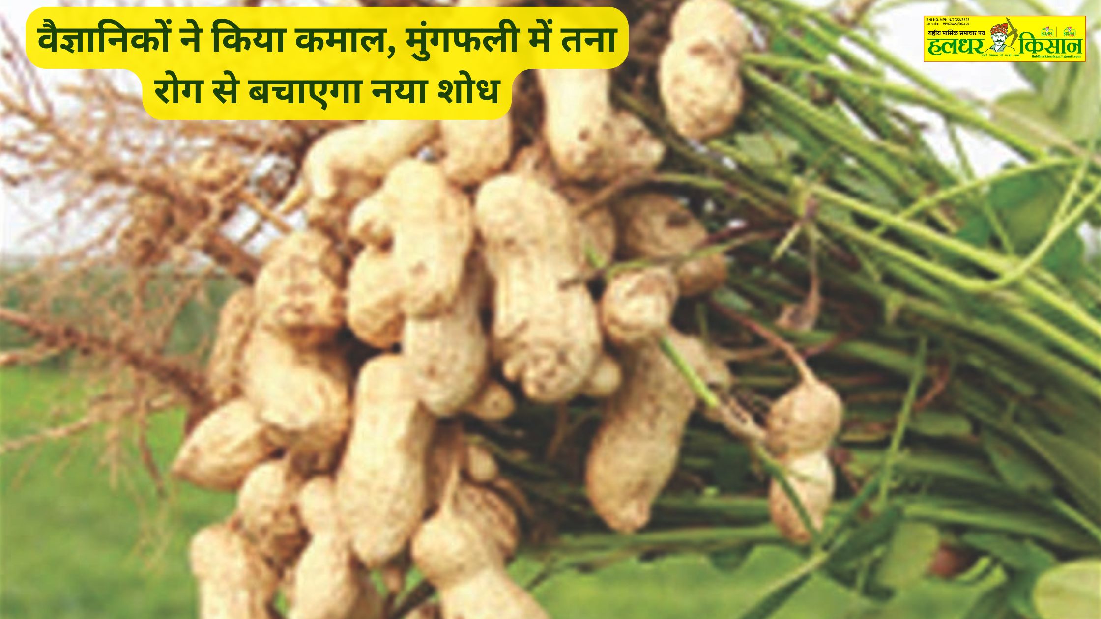 Scientists have done wonders new research will protect peanuts from stem disease