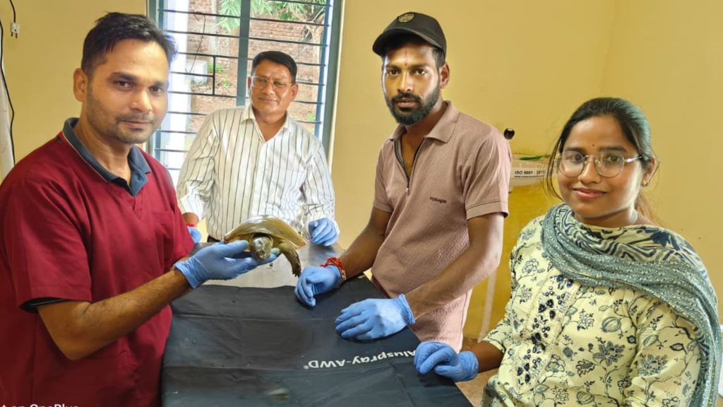 The hook left in the water to catch fish got stuck in the turtles neck doctors removed it through surgery