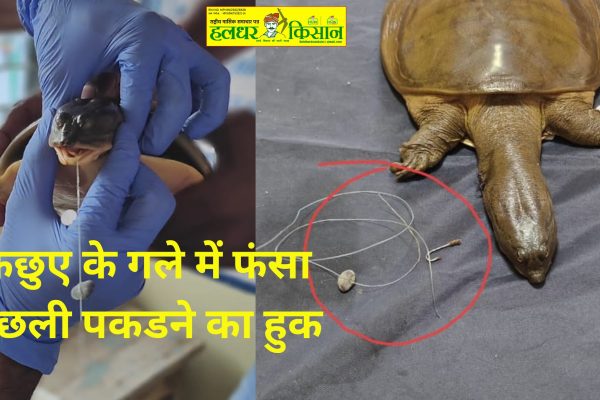 The hook left in the water to catch fish got stuck in the turtles neck doctors removed it through surgery and saved its life