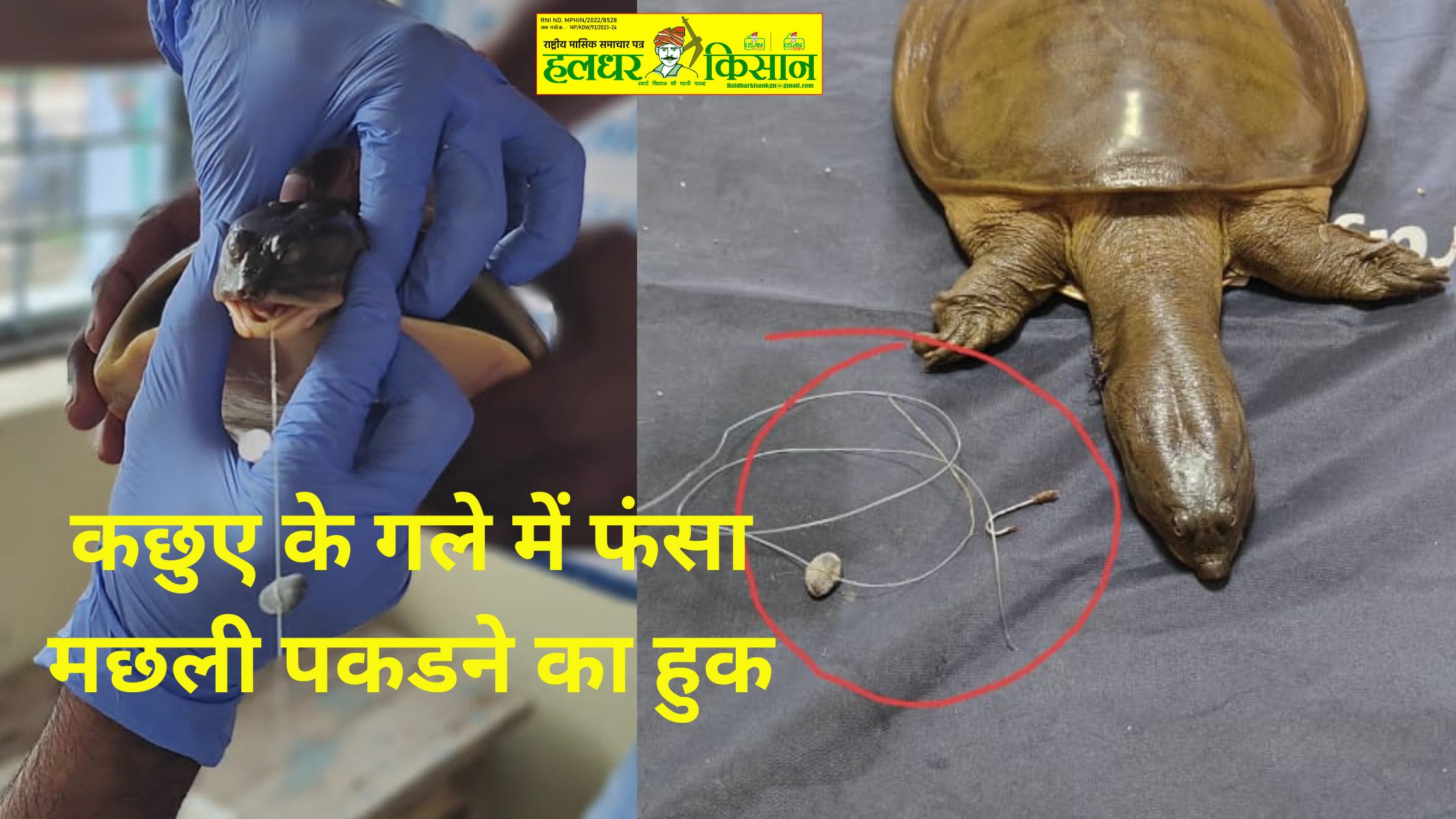 The hook left in the water to catch fish got stuck in the turtles neck doctors removed it through surgery and saved its life