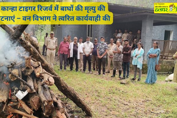 Find out about the Forest Departments swift action on tiger deaths in Kanha Tiger Reserve. Learn what steps have been taken