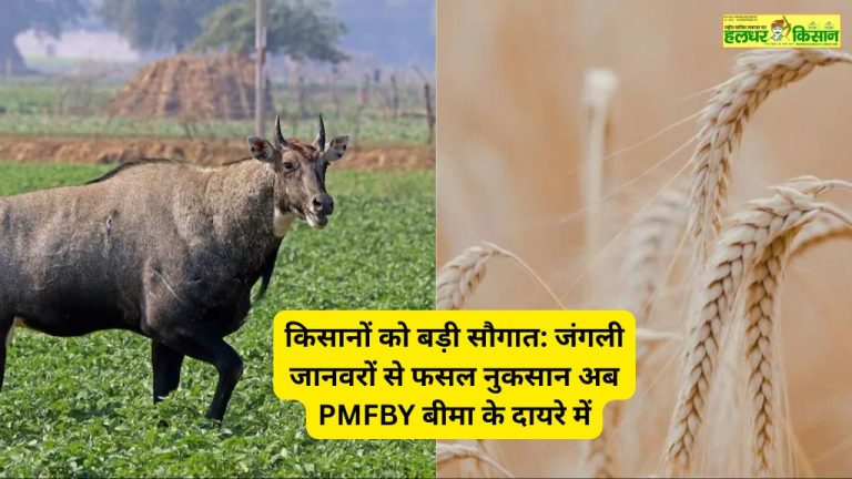 किसानों को बड़ी सौगात जंगली जानवरों से फसल नुकसान अब PMFBY बीमा के दायरे में