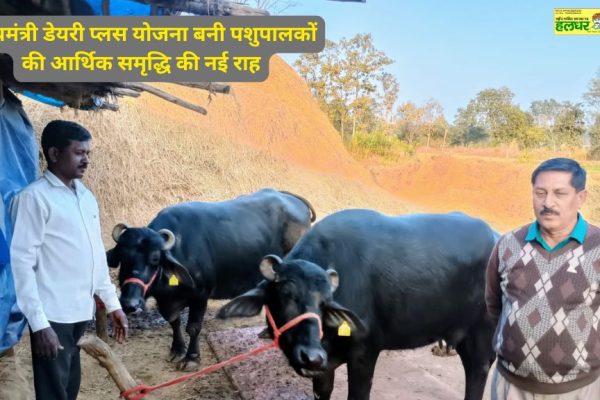 मुख्यमंत्री डेयरी प्लस योजना: पशुपालकों के लिए आर्थिक समृद्धि की नई राह। जानें इस योजना के लाभ और अवसरों के बारे में।
