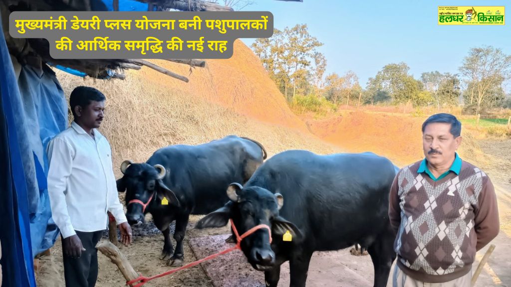 मुख्यमंत्री डेयरी प्लस योजना: पशुपालकों के लिए आर्थिक समृद्धि की नई राह। जानें इस योजना के लाभ और अवसरों के बारे में।