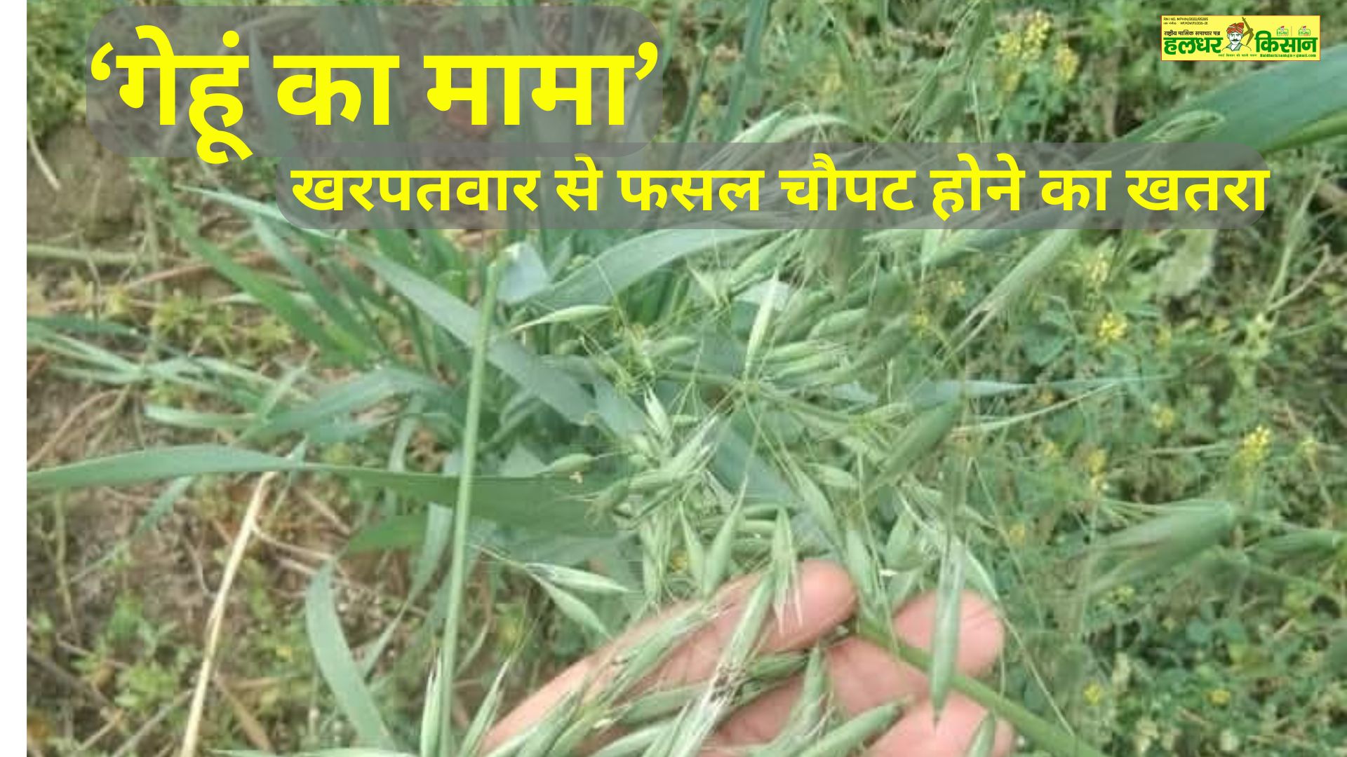 The wheat uncle weed threatens to ruin crops after Punjab and Haryana Madhya Pradesh is now facing this problem with its wheat crop