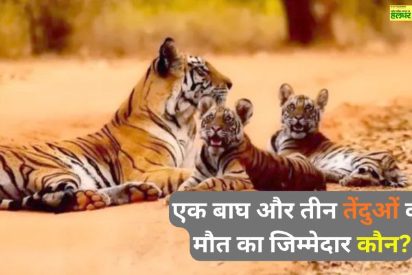 Who is responsible for the deaths of one tiger and three leopards