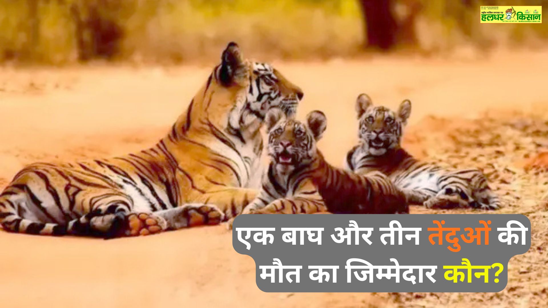 Who is responsible for the deaths of one tiger and three leopards