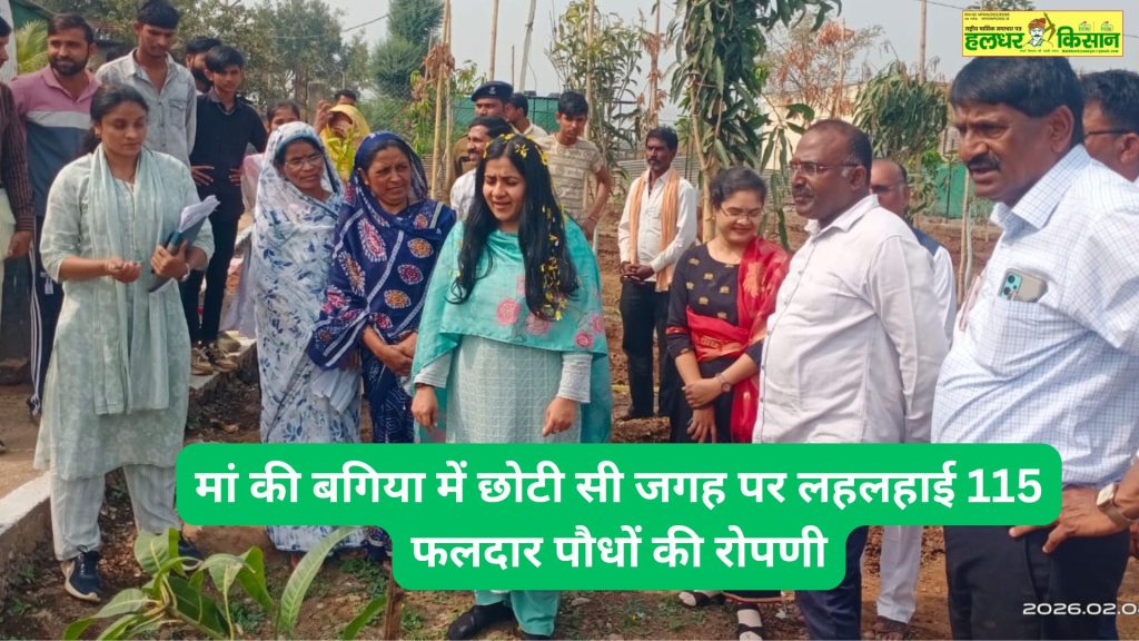 A small space in Mothers garden yielded 115 fruitful company dolls. The Registrar of Builders planted trees to oversee the inspection work