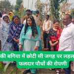 A small space in Mothers garden yielded 115 fruitful company dolls. The Registrar of Builders planted trees to oversee the inspection work