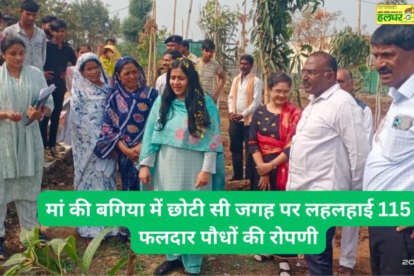 A small space in Mothers garden yielded 115 fruitful company dolls. The Registrar of Builders planted trees to oversee the inspection work