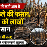 Banana crop gutted in a fire caused by a short circuit causing losses worth lakhs to farmers