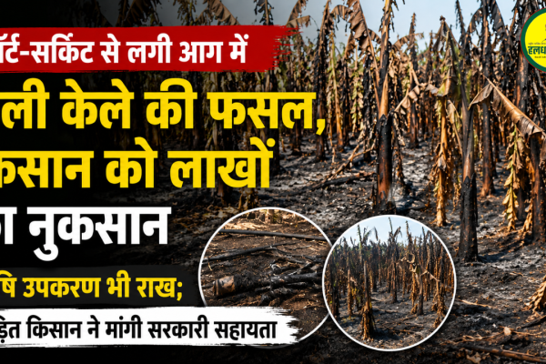 Banana crop gutted in a fire caused by a short circuit causing losses worth lakhs to farmers
