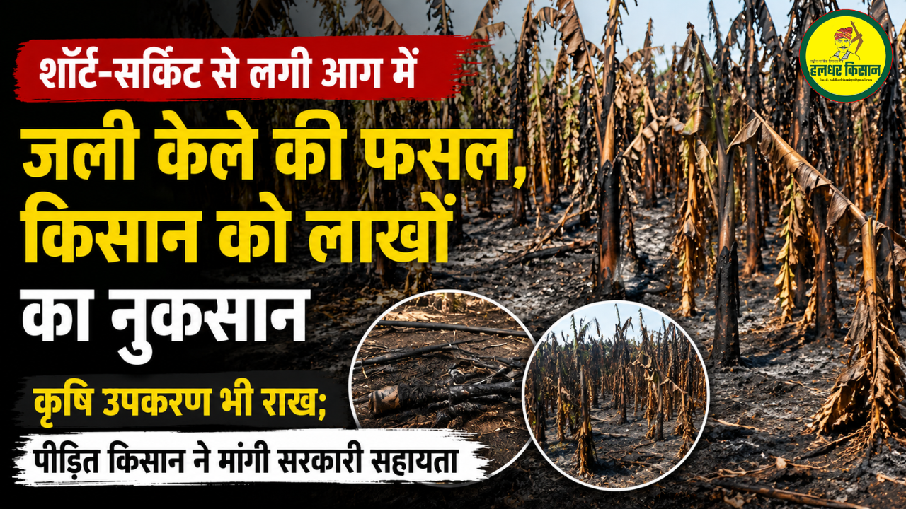 Banana crop gutted in a fire caused by a short circuit causing losses worth lakhs to farmers