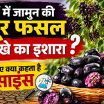 Abundant arrival of Jamun in markets this year—is it a sign of drought Find out what science says