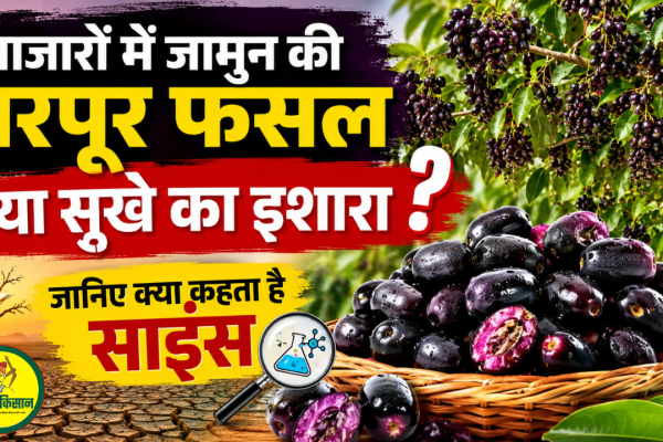 Abundant arrival of Jamun in markets this year—is it a sign of drought Find out what science says