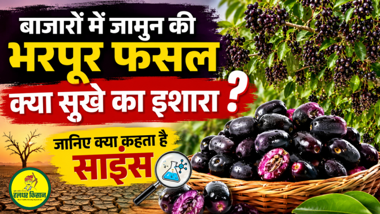 Abundant arrival of Jamun in markets this year—is it a sign of drought Find out what science says