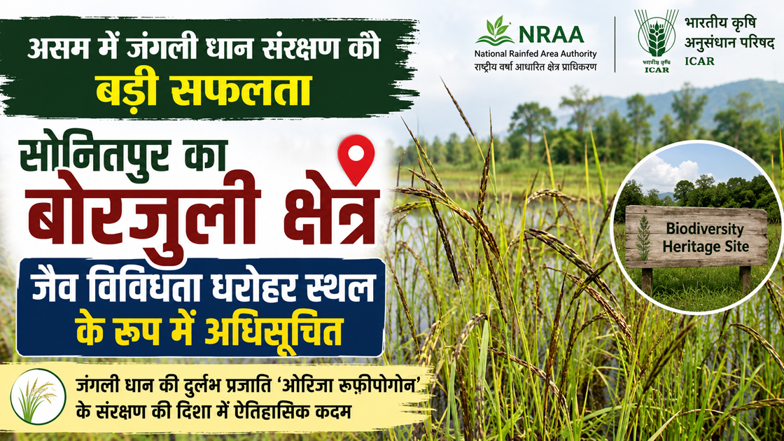 Major success in wild rice conservation in Assam
