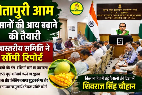 Plans underway to boost income of Totapuri mango farmers high level committee submits report