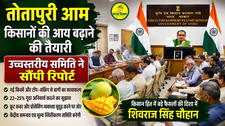 Plans underway to boost income of Totapuri mango farmers high level committee submits report