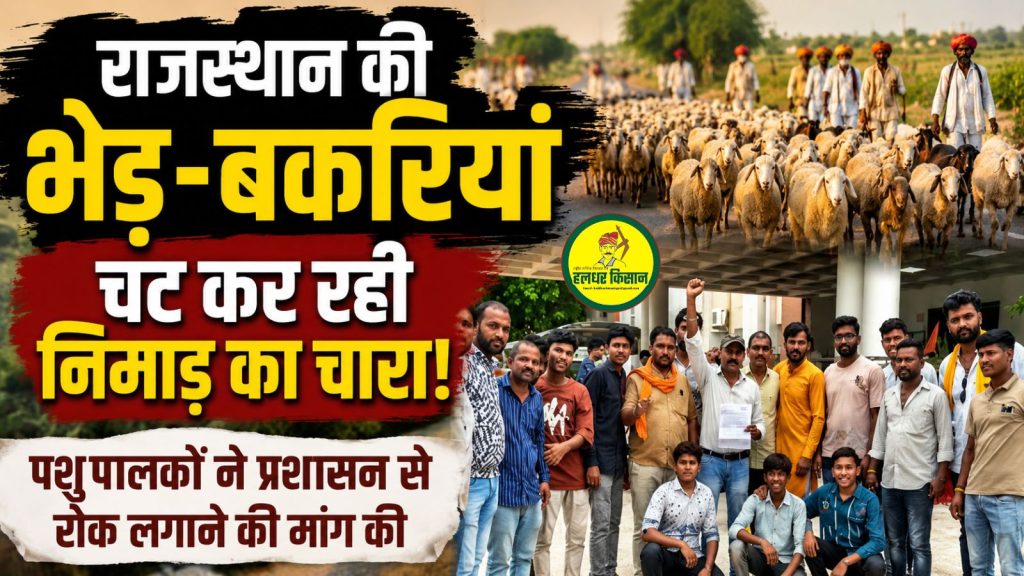 Sheep and goats from Rajasthan are devouring fodder in the Nimar region