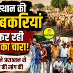 Sheep and goats from Rajasthan are devouring fodder in the Nimar region