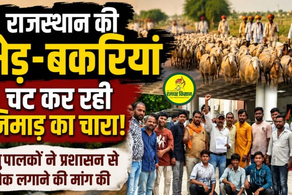 Sheep and goats from Rajasthan are devouring fodder in the Nimar region