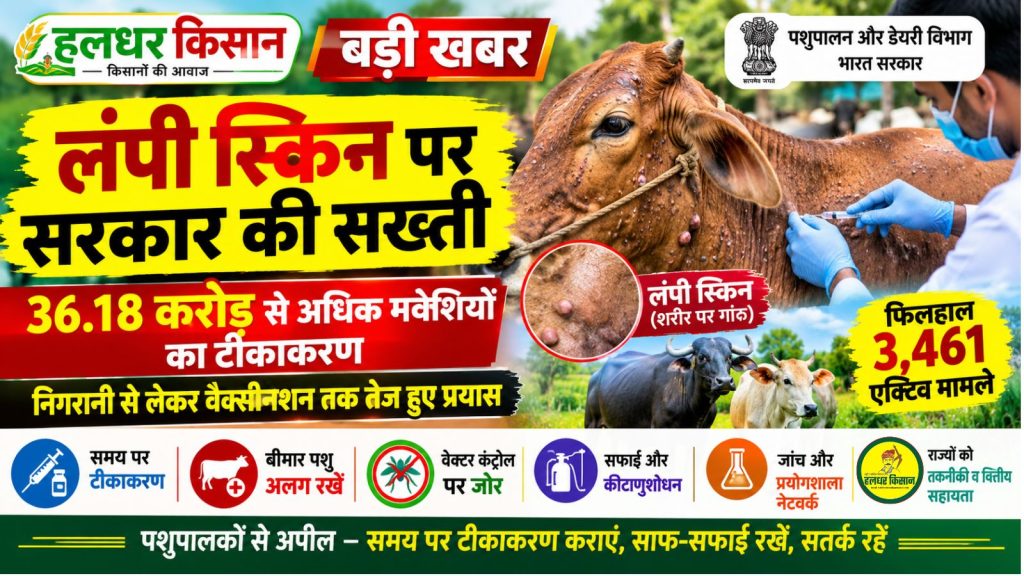 Government cracks down on Lumpy Skin over 36.18 crore cattle vaccinated