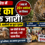Leopard terror in Pratapgarh region for a month over 20 livestock killed