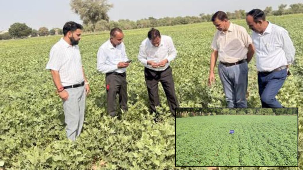 New CAZRI varieties prove their mettle in drought conditions
