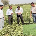 New CAZRI varieties prove their mettle in drought conditions