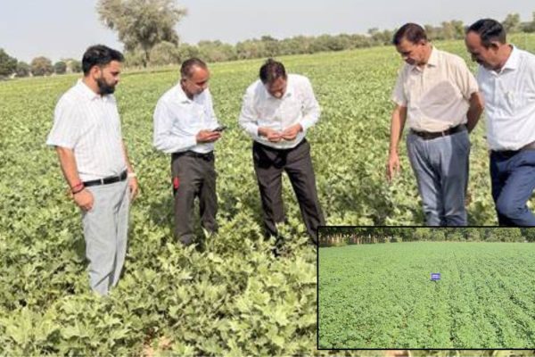 New CAZRI varieties prove their mettle in drought conditions
