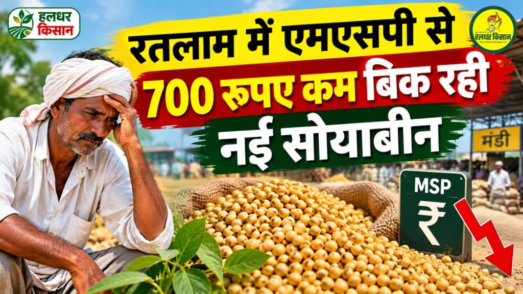 New soybean selling at ₹700 below MSP in Ratlam farmers concerns mount