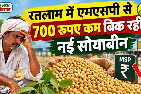 New soybean selling at ₹700 below MSP in Ratlam farmers concerns mount