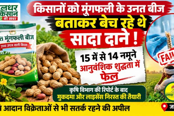 Farmers defrauded in the name of improved groundnut seeds