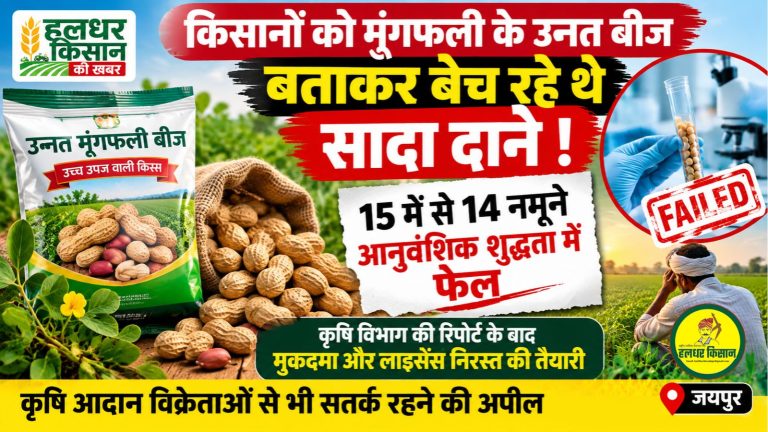मूंगफली के उन्नत बीज के नाम पर किसानों से धोखाधड़ी! 15 में से 14 नमूने आनुवंशिक शुद्धता में फेल